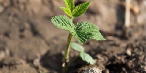 Kako razmnožiti popravne maline